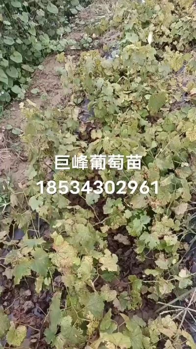 出售早熟巨峰葡萄苗。药用连翘苗，科研五号优质种苗，2/5年苗，药用连翘树，挂果树，全国包邮到家！财富密码18534302961