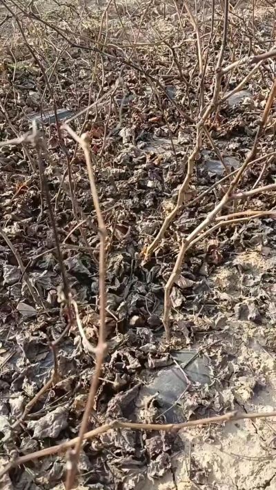 出售巨峰葡萄苗。药用连翘苗，科研五号优质种苗，2/5年苗，药用连翘树，挂果树，全国包邮到家！财富密码18534302961