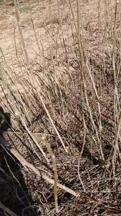 出售臭椿苗，巨峰葡萄苗。药用连翘苗，科研五号优质种苗，2/5年苗，药用连翘树，挂果树，全国包邮到家！财富密码18534302961