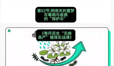 第03节：阴雨天的噩梦&mdash;&mdash;灰霉病与疫病的&ldquo;保护伞&rdquo;，课程：《卷丹百合&ldquo;无病高产&rdquo;植保实战课》#识农AI