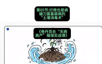 第05节：烂根也是病&mdash;&mdash;镰刀菌基腐病的&ldquo;土壤消毒术&rdquo; ，课程：《卷丹百合&ldquo;无病高产&rdquo;植保实战课》#识农AI