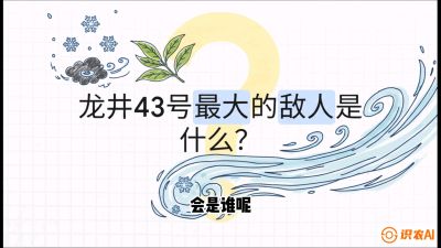 第04节：龙井双璧&mdash;&mdash;龙井43与群体种的差异化护养（重点），课程：《茗茶卫士&mdash;&mdash;茶叶病虫害绿色防控实战课》#识农AI