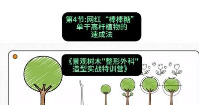 第04节：网红&ldquo;棒棒糖&rdquo;&mdash;&mdash;单干高杆植物的速成法，课程：《景观树木&ldquo;整形外科&rdquo;造型实战特训营》#识农AI