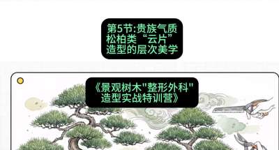第05节：贵族气质&mdash;&mdash;松柏类&ldquo;云片&rdquo;造型的层次美学，课程：《景观树木&ldquo;整形外科&rdquo;造型实战特训营》#识农AI