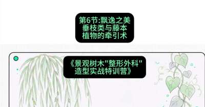 第06节：飘逸之美&mdash;&mdash;垂枝类与藤本植物的牵引术，课程：《景观树木&ldquo;整形外科&rdquo;造型实战特训营》#识农AI