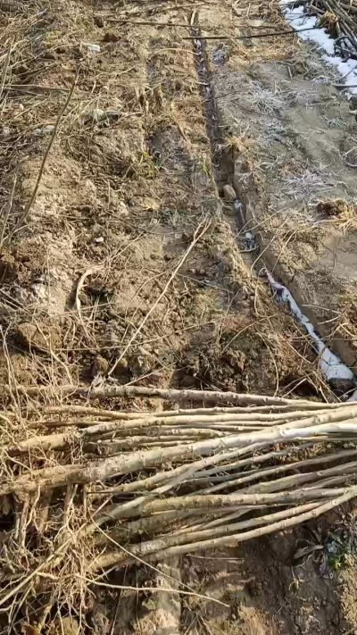 臭椿树苗，一年苗，需要联系18534302961