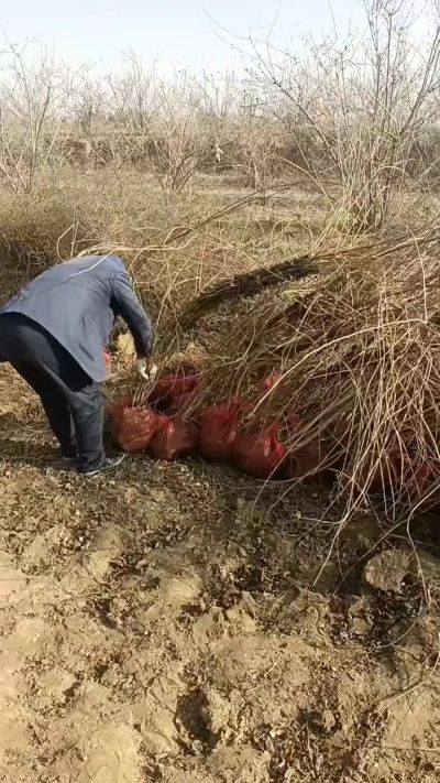 出售药用连翘苗，科研五号优质种苗，2/5年苗，药用连翘树，挂果树，全国包邮到家！财富密码18534302961出售药用连翘苗，科研五号优质种苗，2/5年苗，药用连翘树，挂果树，全国包邮到家！财富密码1