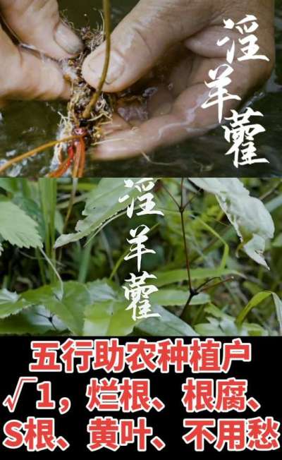 177，1907，0725，V 同号
1  老乡们！种淫羊藿不用乱买肥，咱这款专用肥，针对淫羊藿习性配的，壮苗防烂根，采收多卖钱，用过都回头！
2  咱种淫羊藿图的就是省心高产！专用肥薄肥勤施，苗不烧