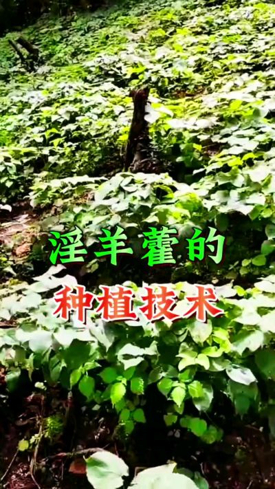 揭秘&ldquo;仙草&rdquo;淫羊藿的种植密码！耐严寒耐贫瘠，林下套种不占耕地，管理简单还能套种其他作物，一亩地的投入两亩地的收益～ 想返乡创业的赶紧码住！ #淫羊藿种植技术 #返乡创业项目 #药材种植指南 #农业新风