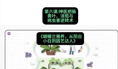 第六节：神医把脉：黄叶、消苞与病虫害逆转术，课程：《蝴蝶兰雅养六讲：从阳台小白到园艺达人》#识农AI