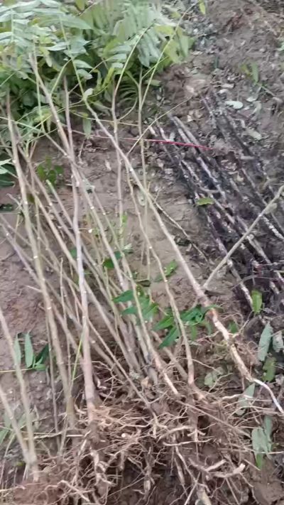 出售臭椿苗，巨峰葡萄苗。药用连翘苗，科研五号优质种苗，2/5年苗，药用连翘树，挂果树，全国包邮到家！财富密码18534302961