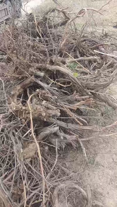 巨峰葡萄树，地径3/6公分，需要联系