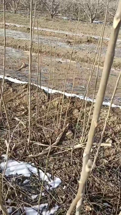 出售臭椿苗，巨峰葡萄苗。药用连翘苗，科研五号优质种苗，2/5年苗，药用连翘树，挂果树，全国包邮到家！财富密码18534302961