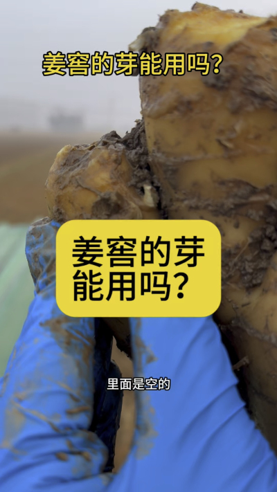 姜窖的芽能用吗？