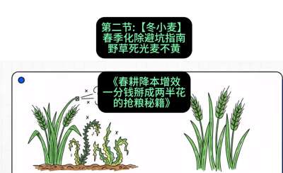 第二节：【冬小麦】春季化除避坑指南，野草死光麦不黄