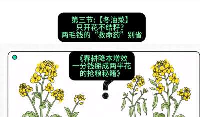 第三节：【冬油菜】只开花不结籽？两毛钱的&ldquo;救命药&rdquo;别省