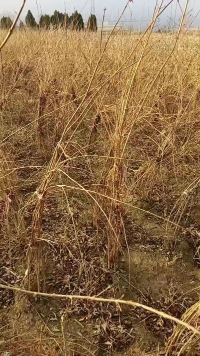 出售药用连翘苗，科研五号优质种苗，2/5年苗，药用连翘树，挂果树，全国包邮到家！财富密码18534302961出售药用连翘苗，科研五号优质种苗，2/5年苗，药用连翘树，挂果树，全国包邮到家！财富密码1