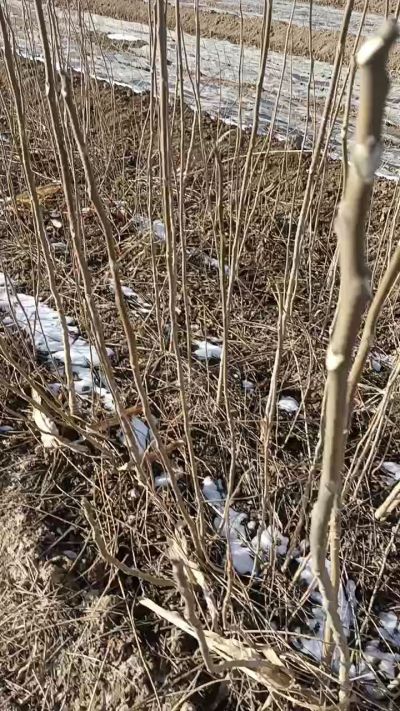 出售臭椿苗，巨峰葡萄苗。药用连翘苗，科研五号优质种苗，2/5年苗，药用连翘树，挂果树，全国包邮到家！财富密码18534302961