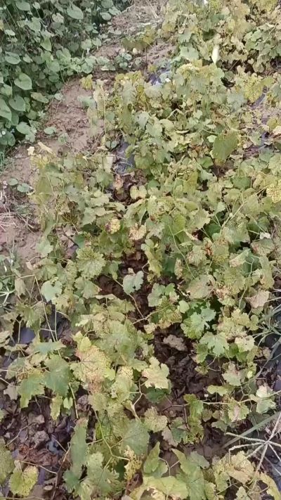 出售巨峰葡萄苗。药用连翘苗，科研五号优质种苗，2/5年苗，药用连翘树，挂果树，全国包邮到家！财富密码18534302961