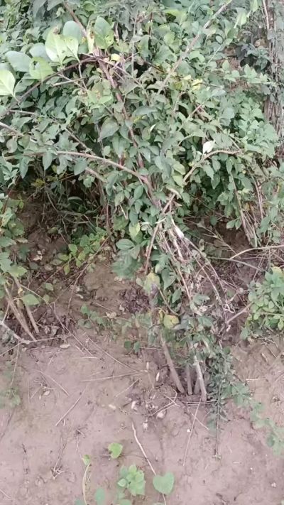 出售药用连翘苗，科研五号优质种苗，2/5年苗，药用连翘树，挂果树，全国包邮到家！财富密码18534302961