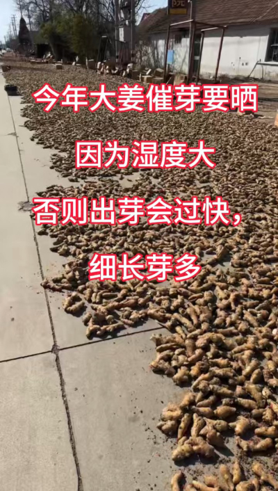 今年大姜催芽要晒种！