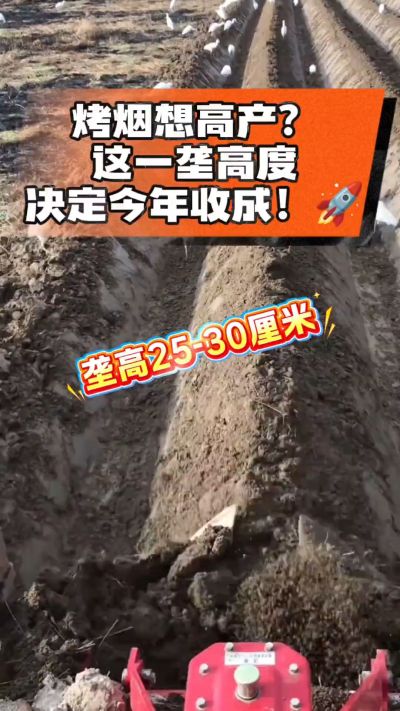 想让烤烟高产，就得从细节抓起。分享一点实打实的干货，只为帮大家少走弯路，种出好烟叶！🌱👍