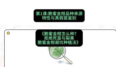 第1节：脆蜜金柑品种来源、特性与真假苗鉴别，课程：《脆蜜金柑怎么种？拒绝死苗与裂果，脆蜜金柑8步避坑种植法》#识农AI