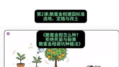第2节：脆蜜金柑建园标准：选地、定植与改土，课程：《脆蜜金柑怎么种？拒绝死苗与裂果，脆蜜金柑8步避坑种植法》#识农AI