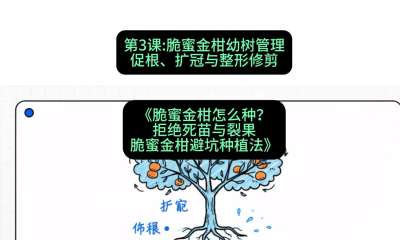 第3节：脆蜜金柑幼树管理：促根、扩冠与整形修剪，课程：《脆蜜金柑怎么种？拒绝死苗与裂果，脆蜜金柑8步避坑种植法》#识农AI