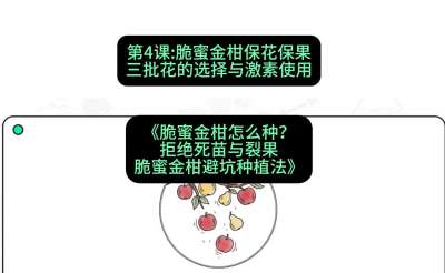 第4节：脆蜜金柑保花保果：三批花的选择与激素使用，课程：《脆蜜金柑怎么种？拒绝死苗与裂果，脆蜜金柑8步避坑种植法》#识农AI