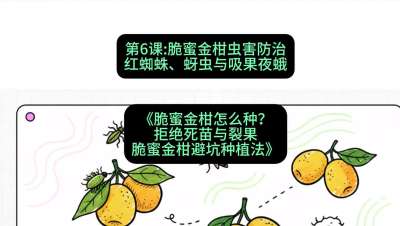 第6节：脆蜜金柑虫害防治：红蜘蛛、蚜虫与吸果夜蛾，课程：《脆蜜金柑怎么种？拒绝死苗与裂果，脆蜜金柑8步避坑种植法》#识农AI
