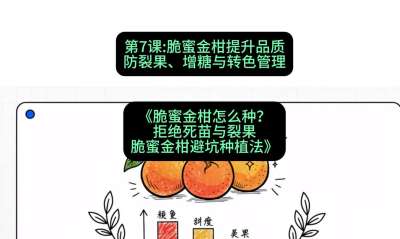 第7节：脆蜜金柑提升品质：防裂果、增糖与转色管理，课程：《脆蜜金柑怎么种？拒绝死苗与裂果，脆蜜金柑8步避坑种植法》#识农AI