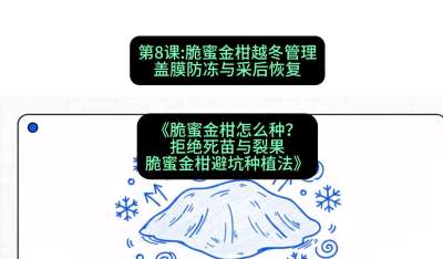 第8节：脆蜜金柑越冬管理：盖膜防冻与采后恢复，课程：《脆蜜金柑怎么种？拒绝死苗与裂果，脆蜜金柑8步避坑种植法》#识农AI
