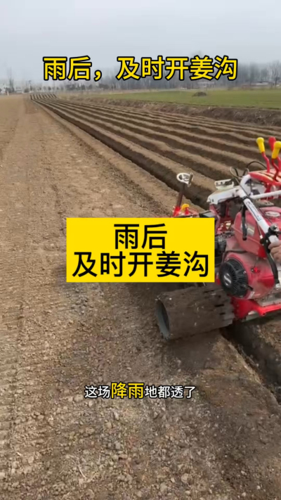 雨后，及时开姜沟！