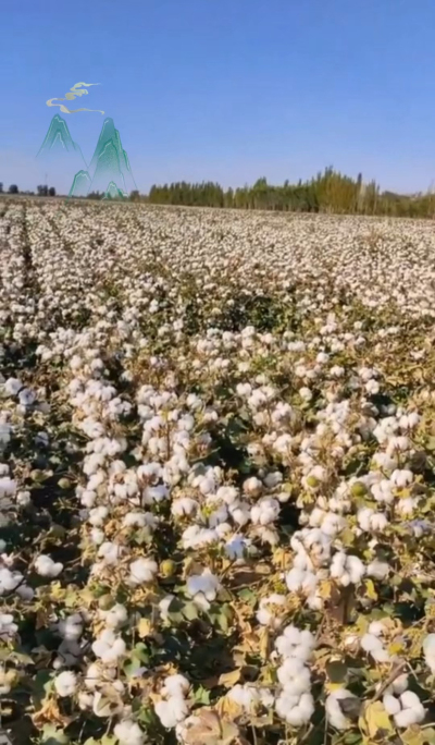 澳棉王霸棉，一定要种哦