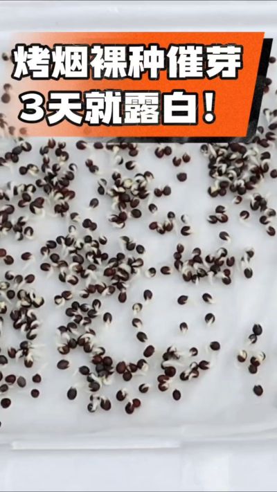 烤烟裸种催芽小技巧，清水浸泡、保温保湿，3天就能露白，出苗快又齐！烟农朋友收藏备用～