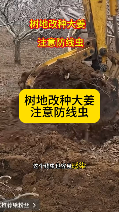 树地改种大姜，注意防线虫！
