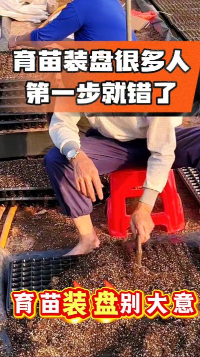 烤烟育苗基质装盘，一步做对，出苗整齐又壮苗！装盘技巧记牢，少走弯路，育苗更省心