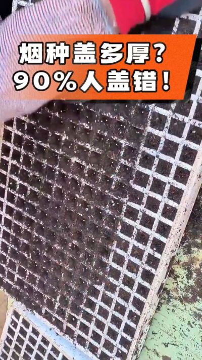烟种盖多厚？90%烟农都盖错！薄盖才出苗齐、不闷种，烤烟育苗关键一步，照着做就对了