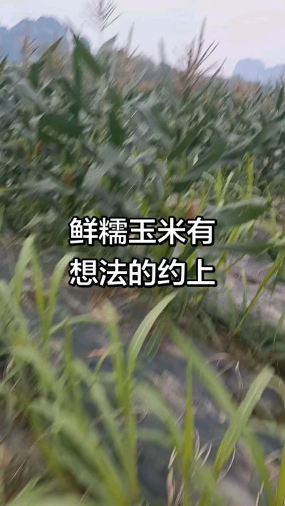 农户种植的白糯玉米大量上市，助农帮农在行动