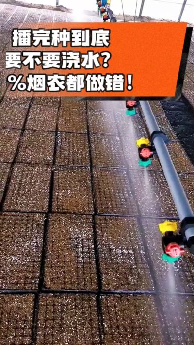 烤烟播完种一定要浇透底水，喷雾慢浇、别大水冲，盘底漏水才算到位，出苗又齐又壮！#烤烟育苗 #烤烟种植 #烟农干货 #育苗技术