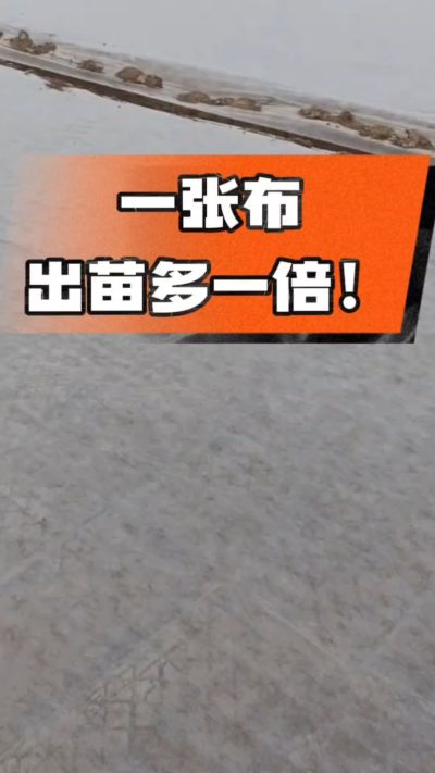 烤烟育苗盖无纺布，保温保湿出苗齐，不烂种、出苗快，烟农必备小技巧！