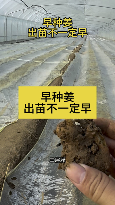 早种姜，出苗不一定早！