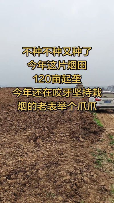 不种不种又种啦，还在咬牙坚持栽烟的老表集合啦！