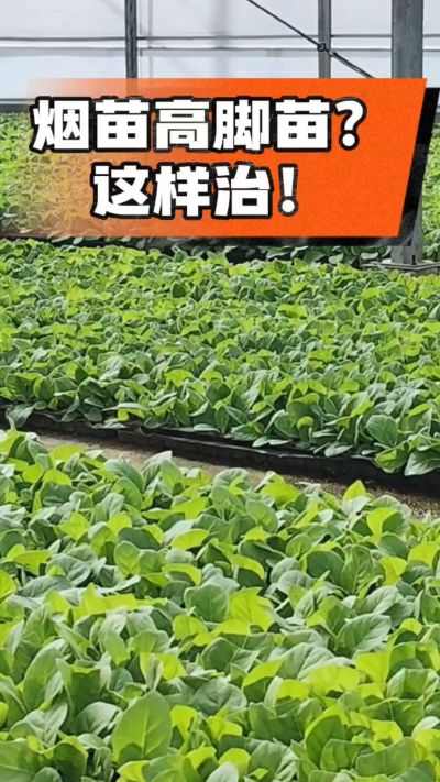 烤烟齐苗期管理关键：精准控温，防高脚苗，培育壮苗好上手！