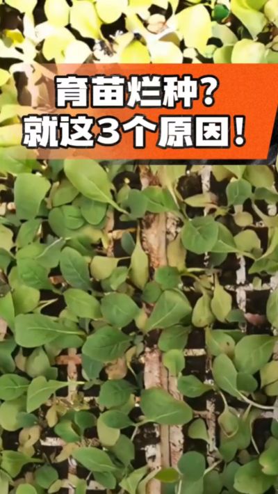 烤烟育苗烂种？3个原因讲清楚！消毒、控水、控温，做到就苗齐苗壮🔥
#烤烟育苗 #烤烟种植 #烂种防治 #烟农