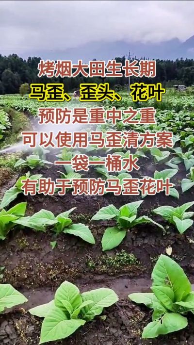 烤烟大田生长期，马歪歪头花叶预防是重中之重，可以使用马歪清方案，一袋一桶水，有助于预防马歪花叶。
烤烟管理早做一步，后期少操心！#烤烟种植#烤烟管理#烤烟大田管理#烤烟病害防治